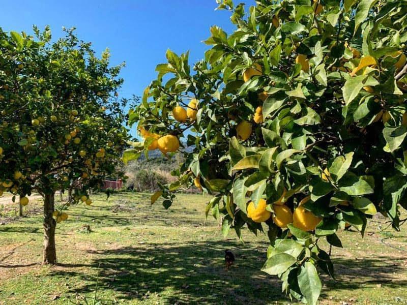 S'Imbragu Farm B&B Tortolì Buitenkant foto