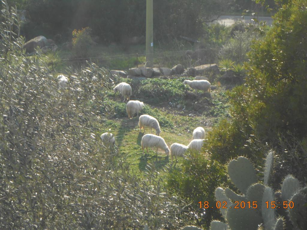 S'Imbragu Farm B&B Tortolì Buitenkant foto