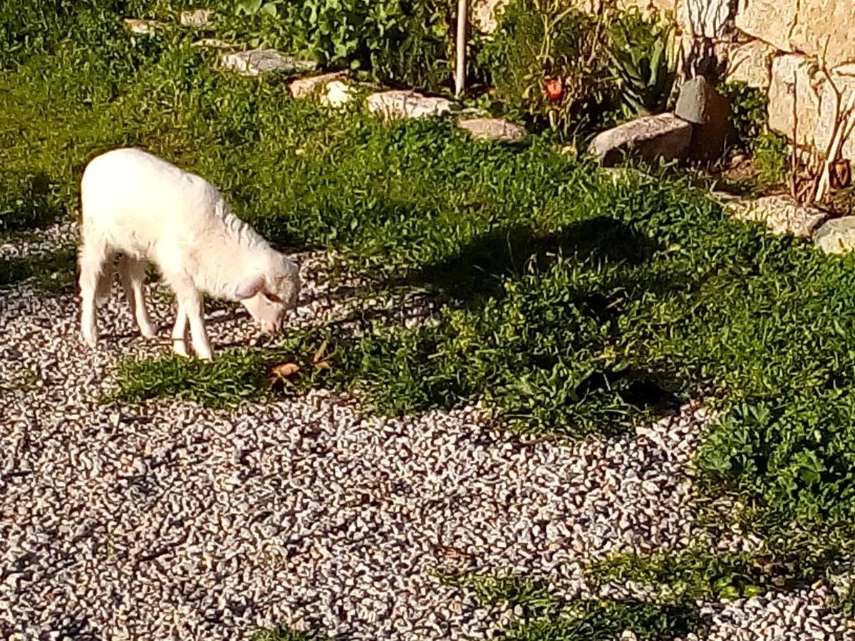 S'Imbragu Farm B&B Tortolì Buitenkant foto