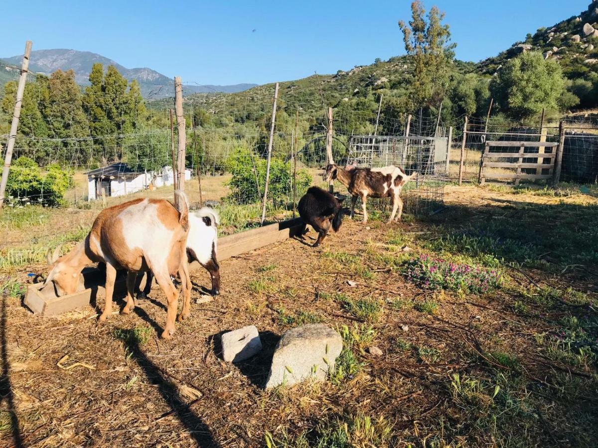 S'Imbragu Farm B&B Tortolì Buitenkant foto